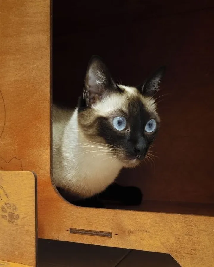 Արփենիկ՝ Happy Friends Cat Hotel-ի հյուրը