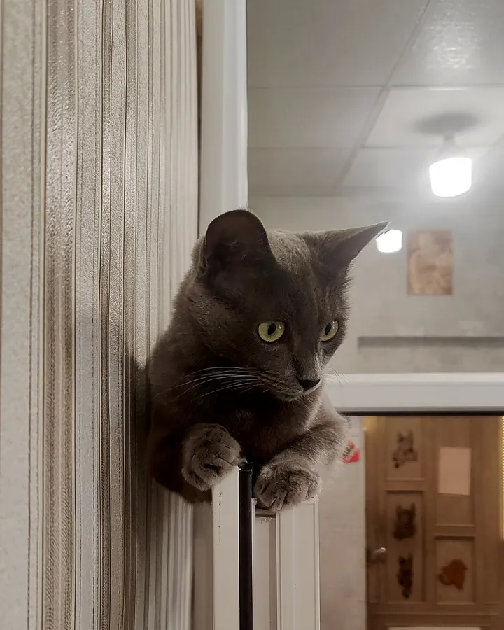 Մուրզիկ՝ Happy Friends Cat Hotel-ի հյուրը