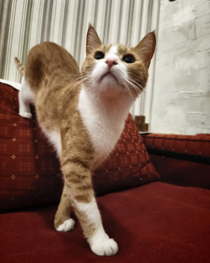 Ռիժիկ՝ Happy Friends Cat Hotel-ի հյուրը