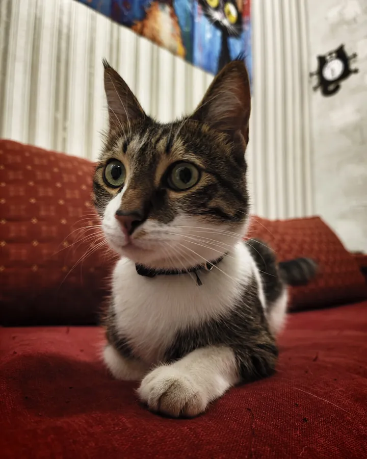 Լեո՝ Happy Friends Cat Hotel-ի հյուրը