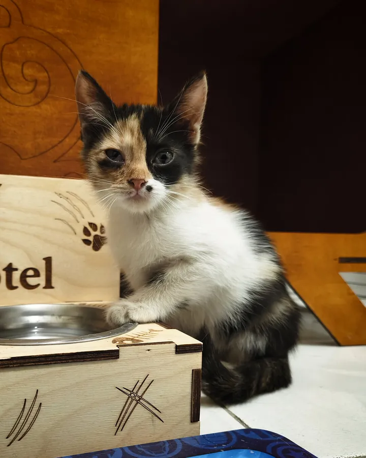 Լոլա՝ Happy Friends Cat Hotel-ի հյուրը